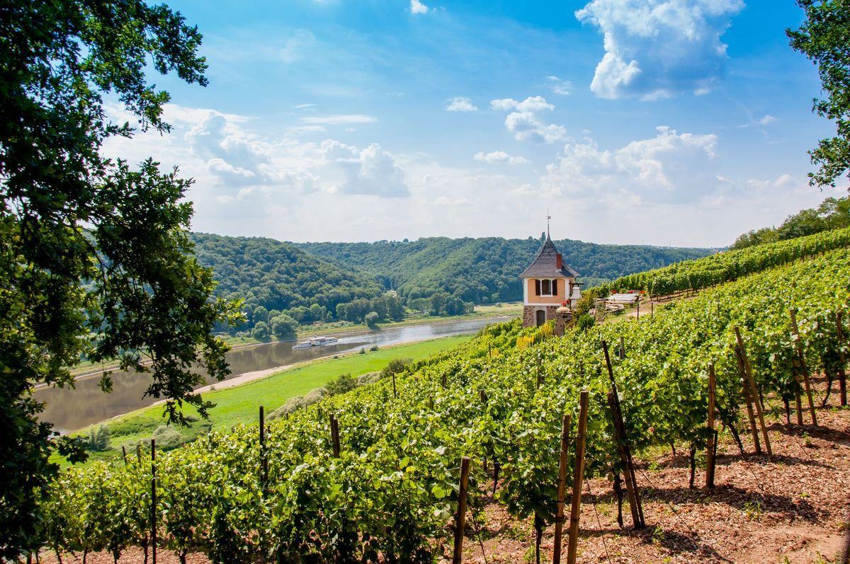 Weinberge im Elbtal bei Meißen